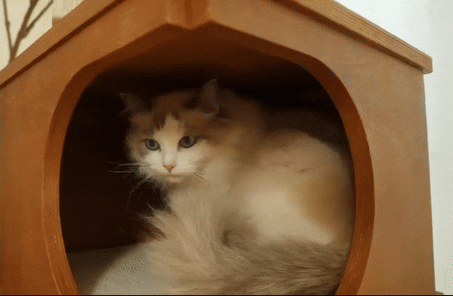 Cat Wooden Bed | Indoor Cat House
