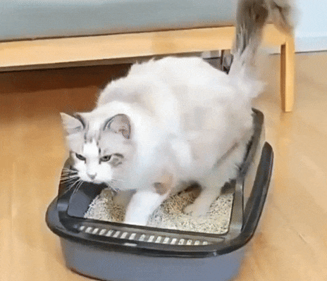 Tidytail - Cat litter box