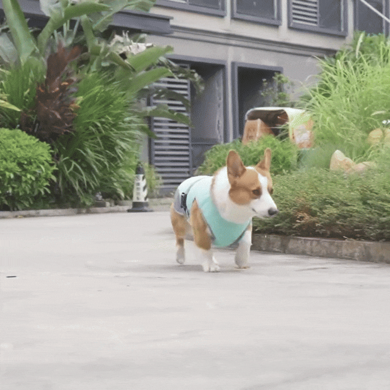 FrostVest - Dog cooling vest