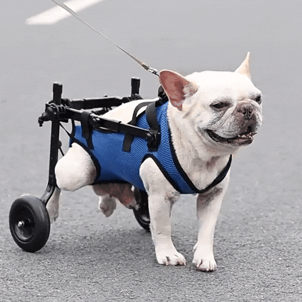 Adjustable Dog Wheelchair for Injured or Disabled Dogs – Lightweight & Vet-Approved