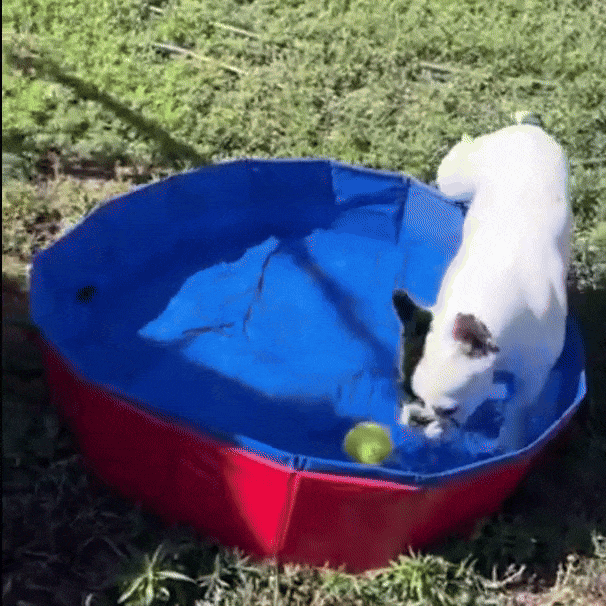 Dog Pool Foldable Dog Pool Durable Pet Swimming Pool with Non-Slip Bottom