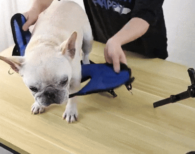 Adjustable Dog Wheelchair for Injured or Disabled Dogs – Lightweight & Vet-Approved
