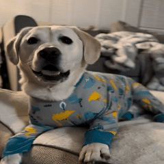 Dog Recovery Suit – Breathable Cotton, Quick Fastening & Post-Surgery Comfort
