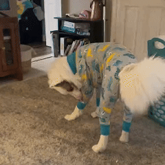 Dog Recovery Suit – Breathable Cotton, Quick Fastening & Post-Surgery Comfort