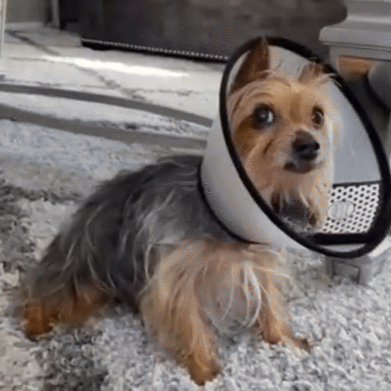 ClearGuard - Dog cone