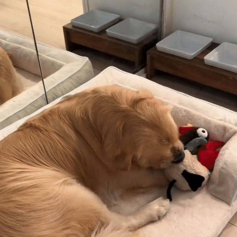 Orthopedic Dog Bed with Firm Foam – Comfort for Senior Dogs - PawNest