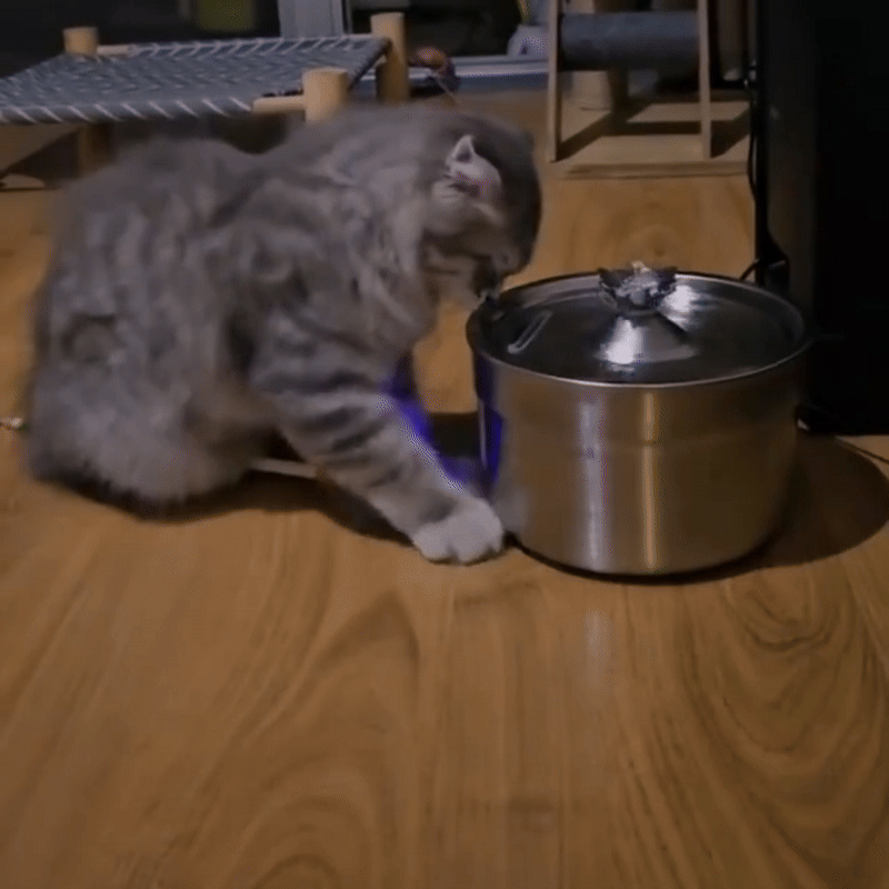 Automatic Cat Drinking Fountain Silent Stainless Steel Cat Fountain 2L - HydroKat