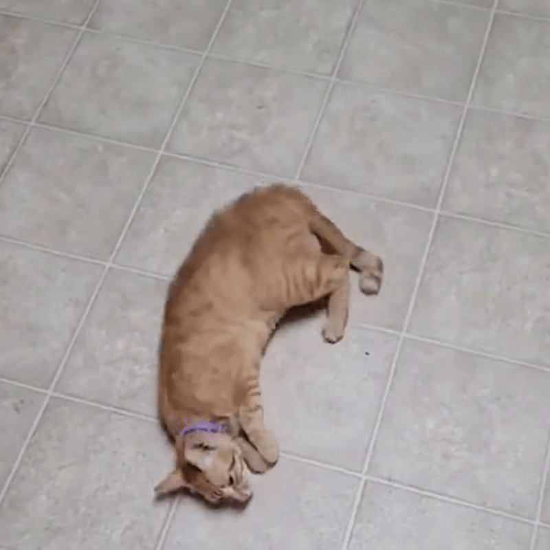 PawLuxe - Flea collar for cats
