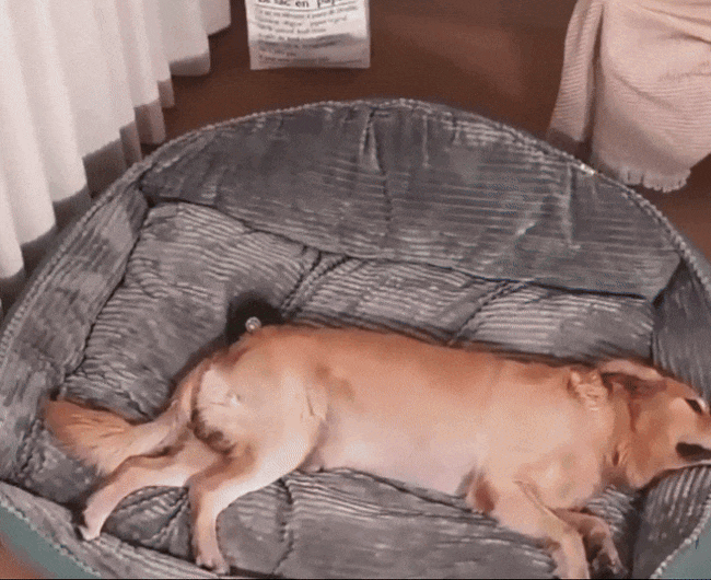 Removable Washable Dog Bed | For Large Dogs