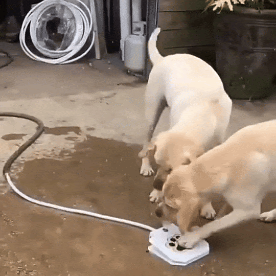 Dog Water Fountain Interactive Pedal Fountain For Outdoor Cooling