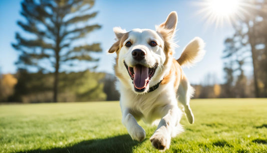 Hoe Speeltijd Bijdraagt aan het Algehele Welzijn en Gedrag van Je Hond