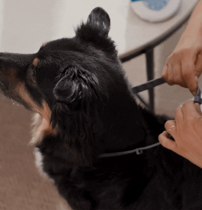 Flea Collar for Dogs & Cats | Waterproof Adjustable 8-Month Protection