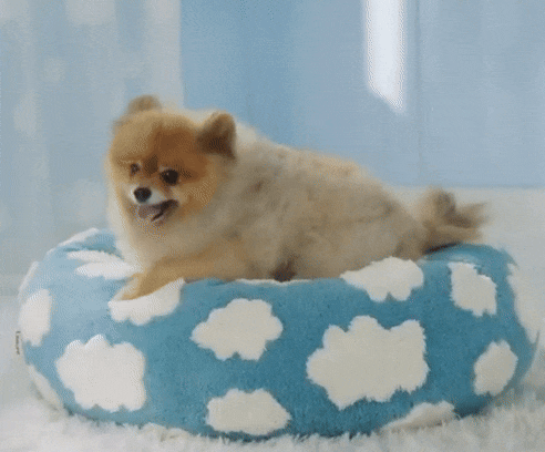 Cat Donut Bed | Bed for Cats and Small Dogs