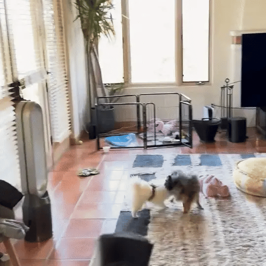 BarkShield™ - Anti-barking dog trainer 