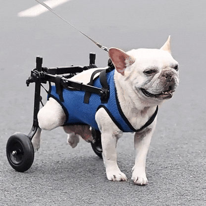 Adjustable Dog Wheelchair for Injured or Disabled Dogs – Lightweight & Vet-Approved