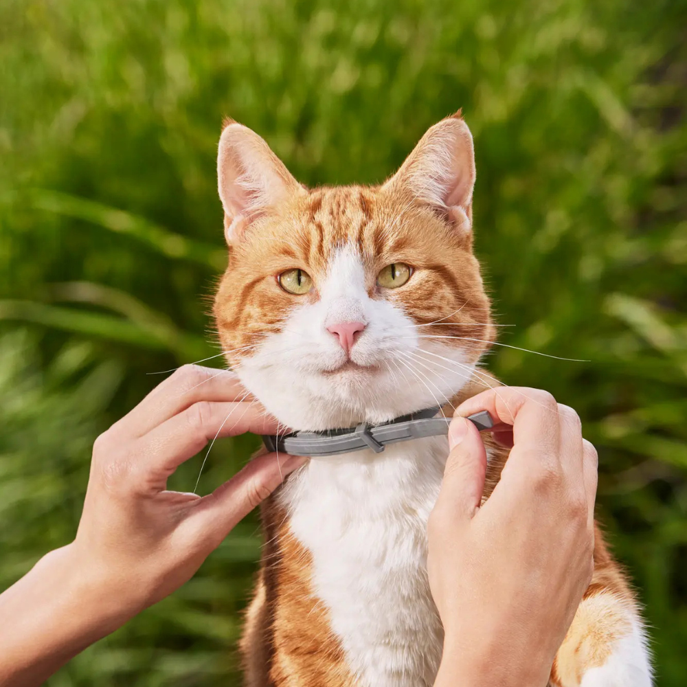 Flea Collar for Dogs & Cats | Waterproof Adjustable 8-Month Protection