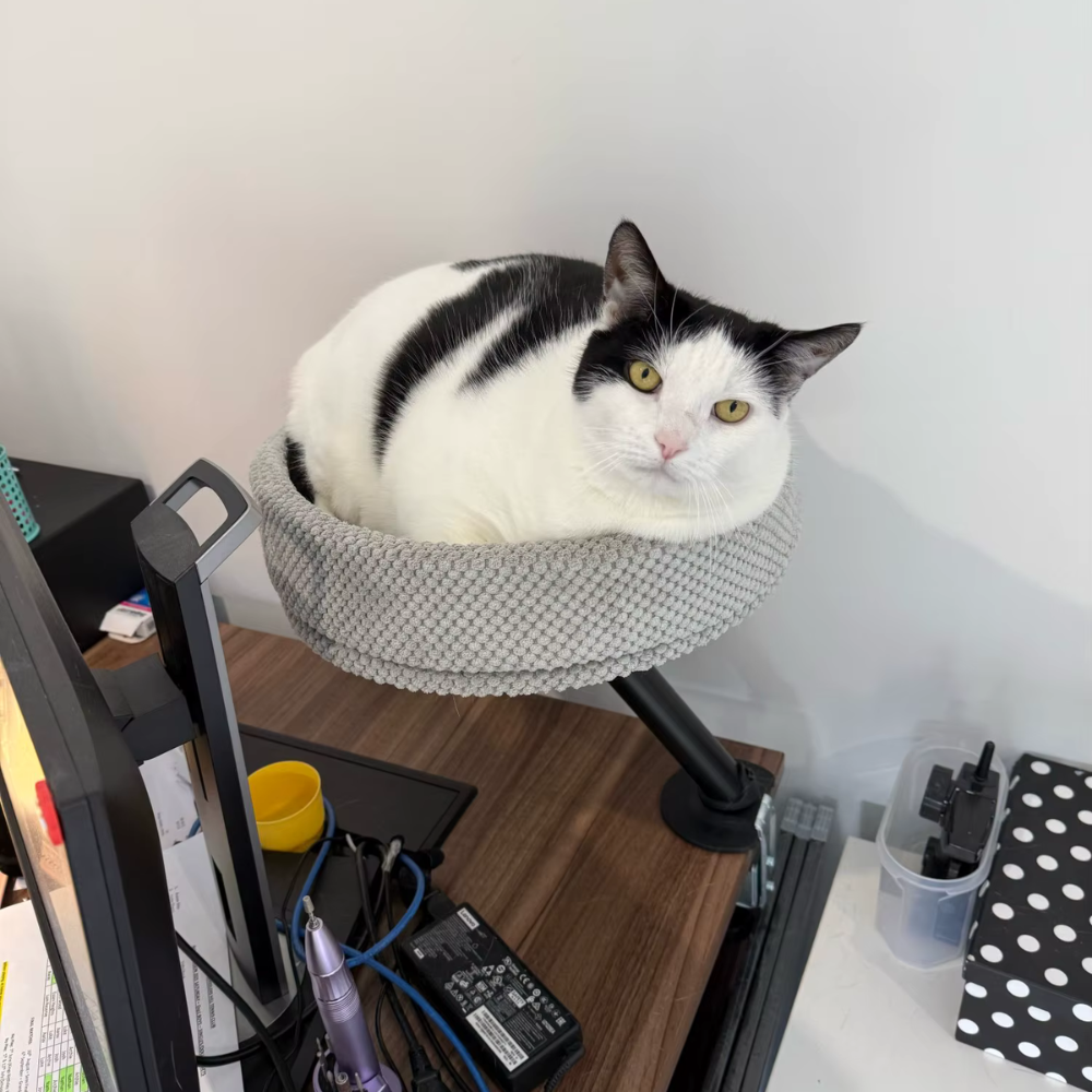 Cat Desk Bed | Sleeping 