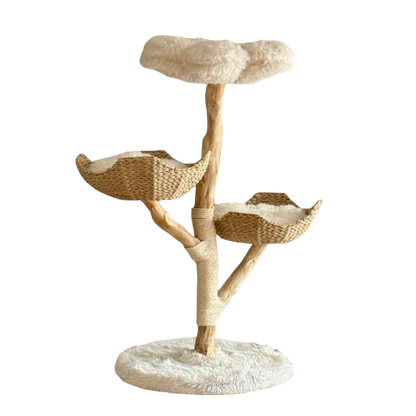 Katten Stevige Boom | Modern