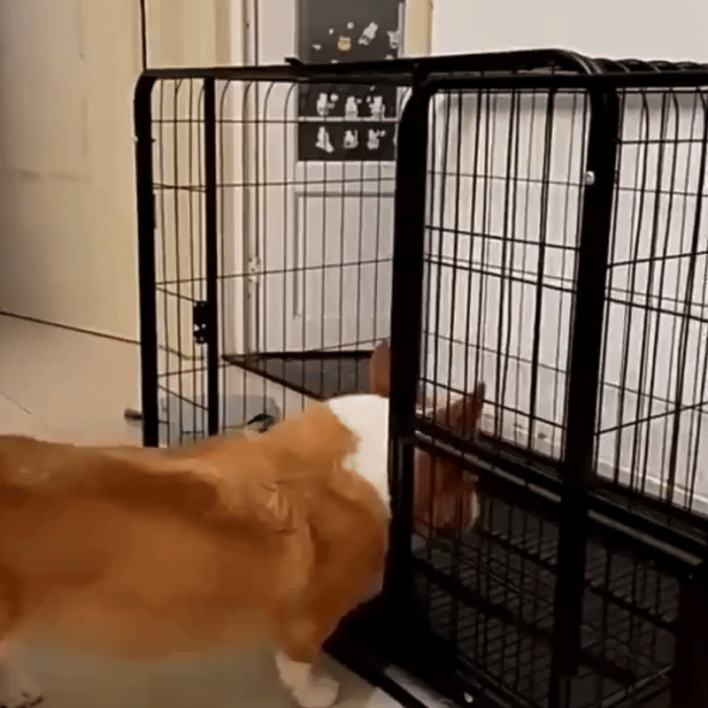 Hondenbench Voor Grote Honden Ontsnappingsproof Hondenbench, Stalen Kooi