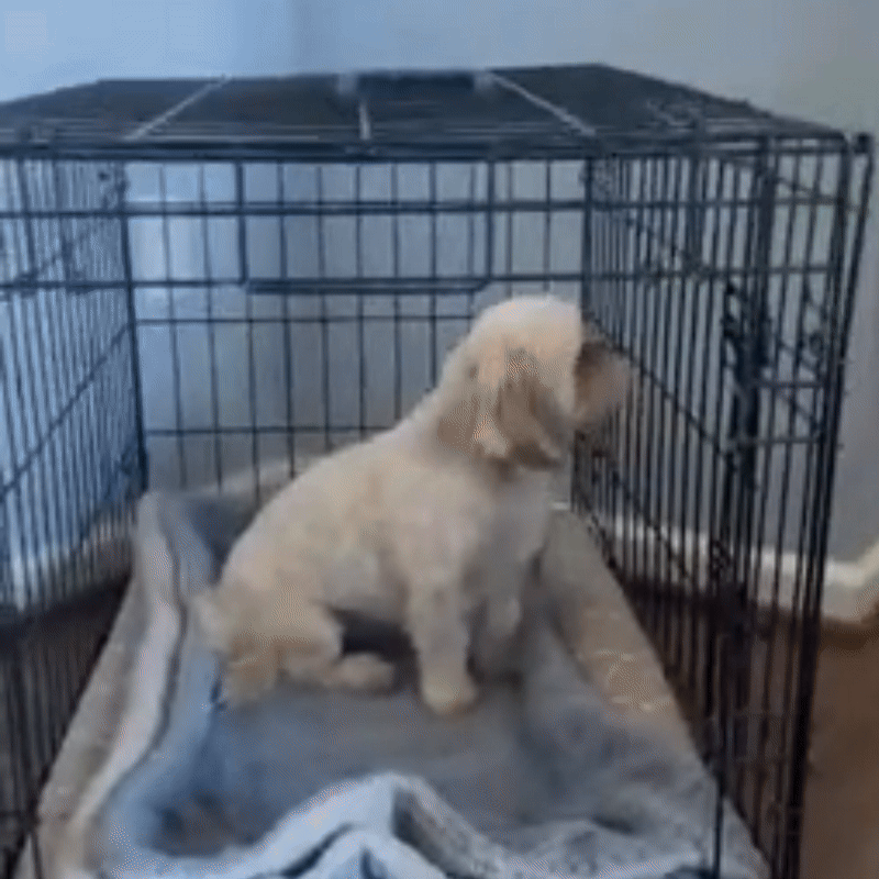 BenchMate - Metal dog crate